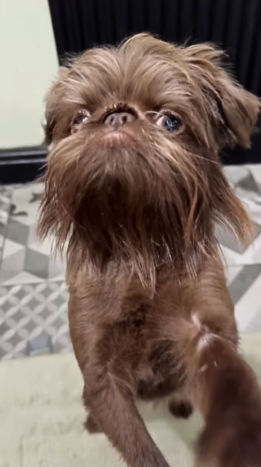 Trying to get five minutes without Suki