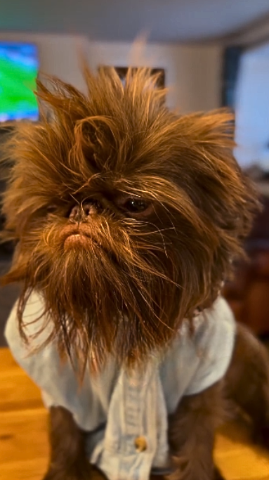 Brussels Griffon transformation from puppy to adult dog