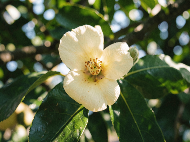 Hoverflies, beetles and moths: India's overlooked crop pollinators