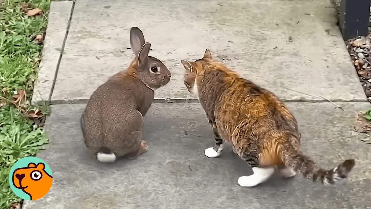 Cat loses the friend who taught her to trust - then a wild rabbit finds her
