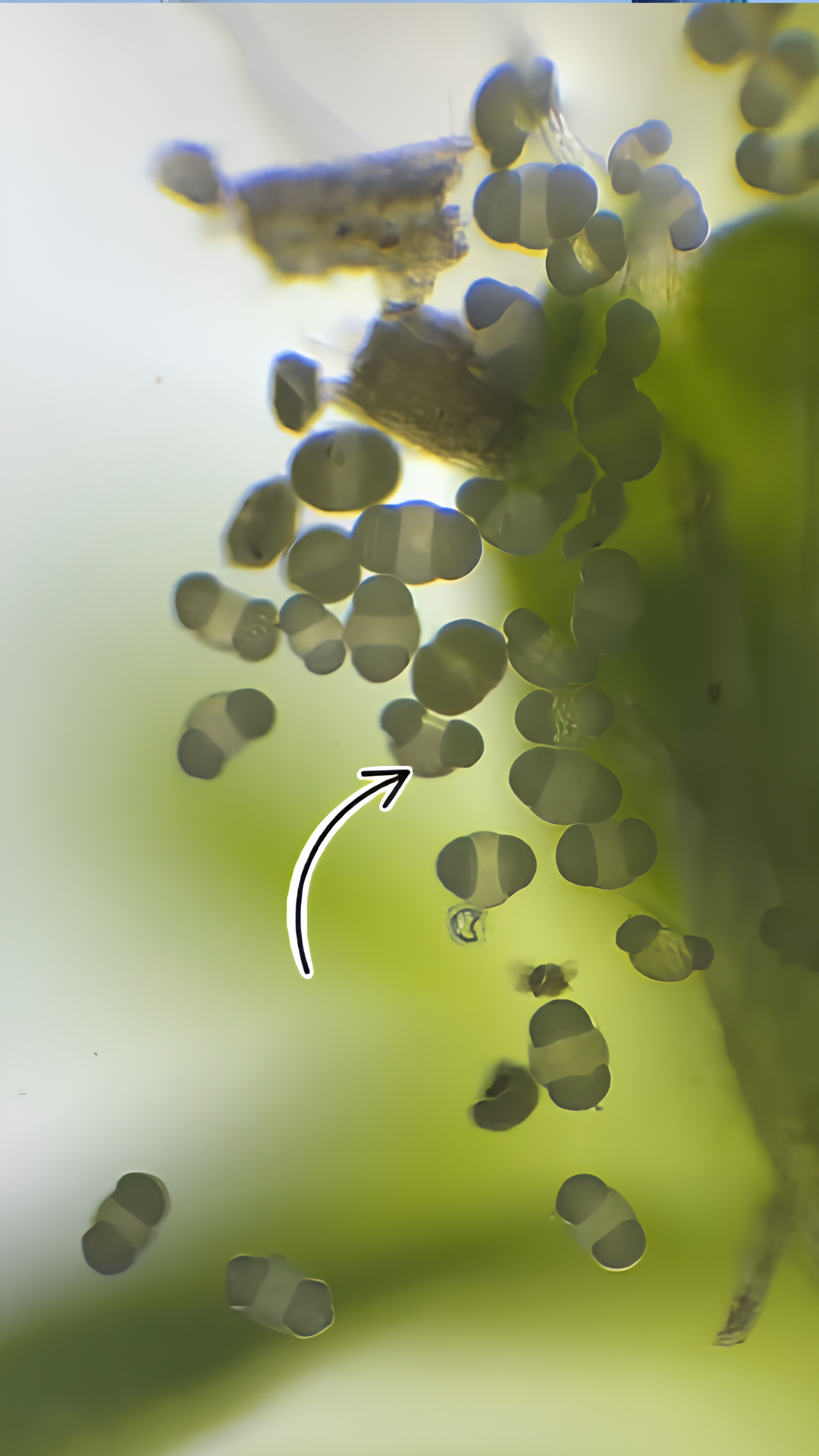 Exploring fascinating shapes under the microscope