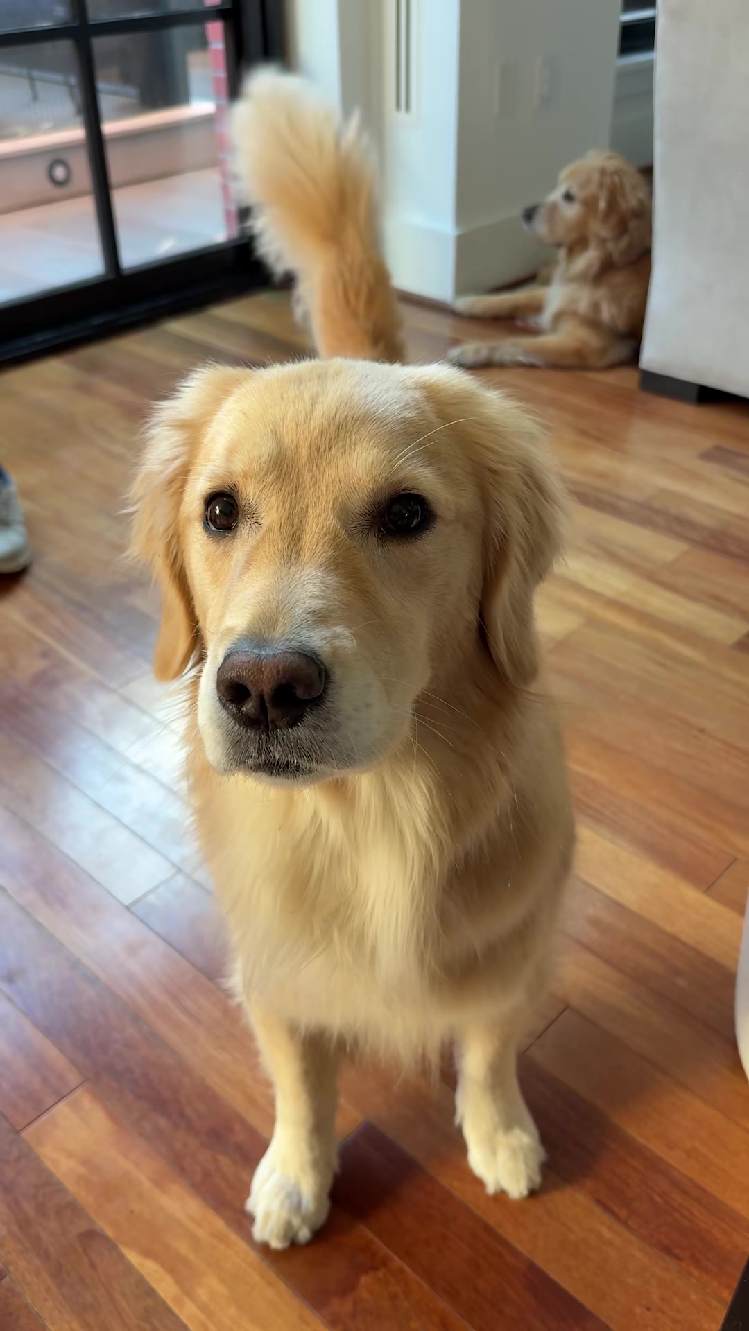 A golden retriever has a nose that actually changes colors