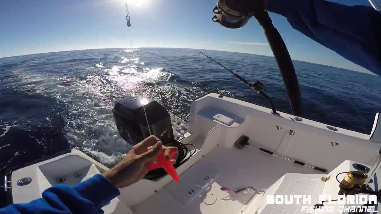 An angler spends $407 on fuel but ends the day catching a ladyfish at ...