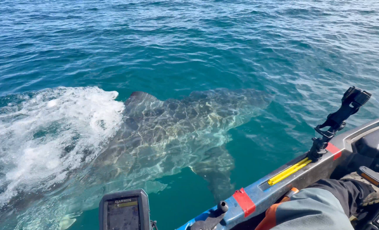 Watch: Great white shark gives kayaker fright of his life while fishing ...