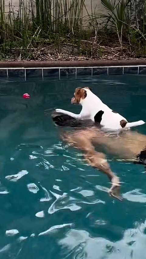 Dog rides on owner's back to retrieve ball from swimming pool