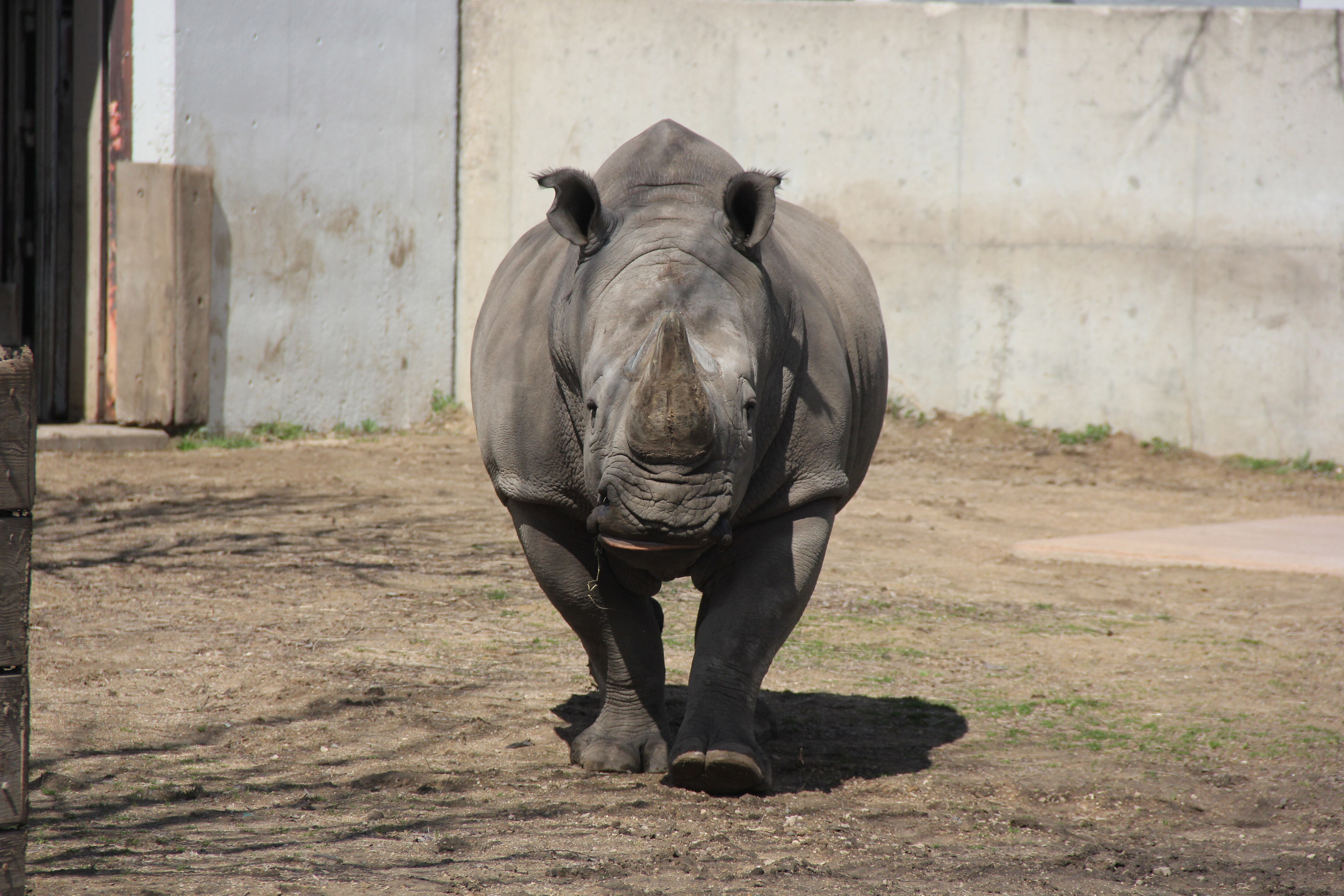 Harmon the rhino to leave Henry Vilas Zoo