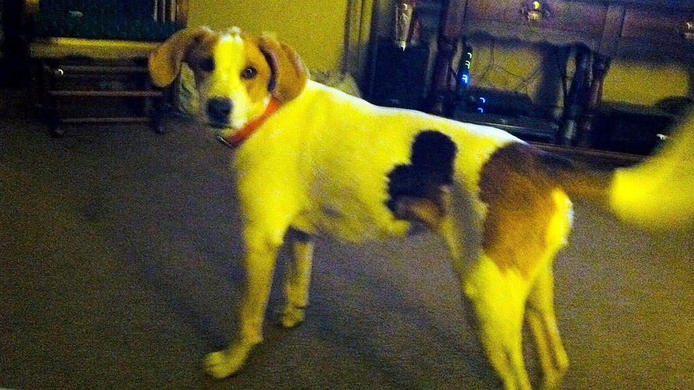 Biscuit the dog is seen at her home. Fox News