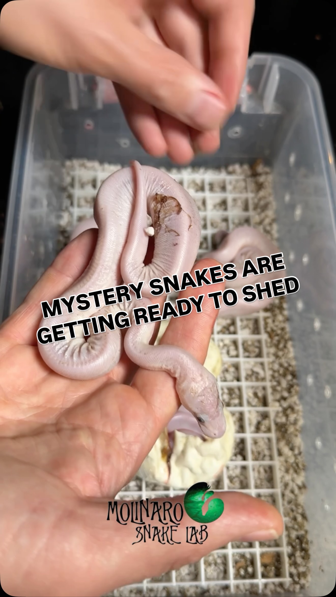 Our mystery BELS are getting ready to shed