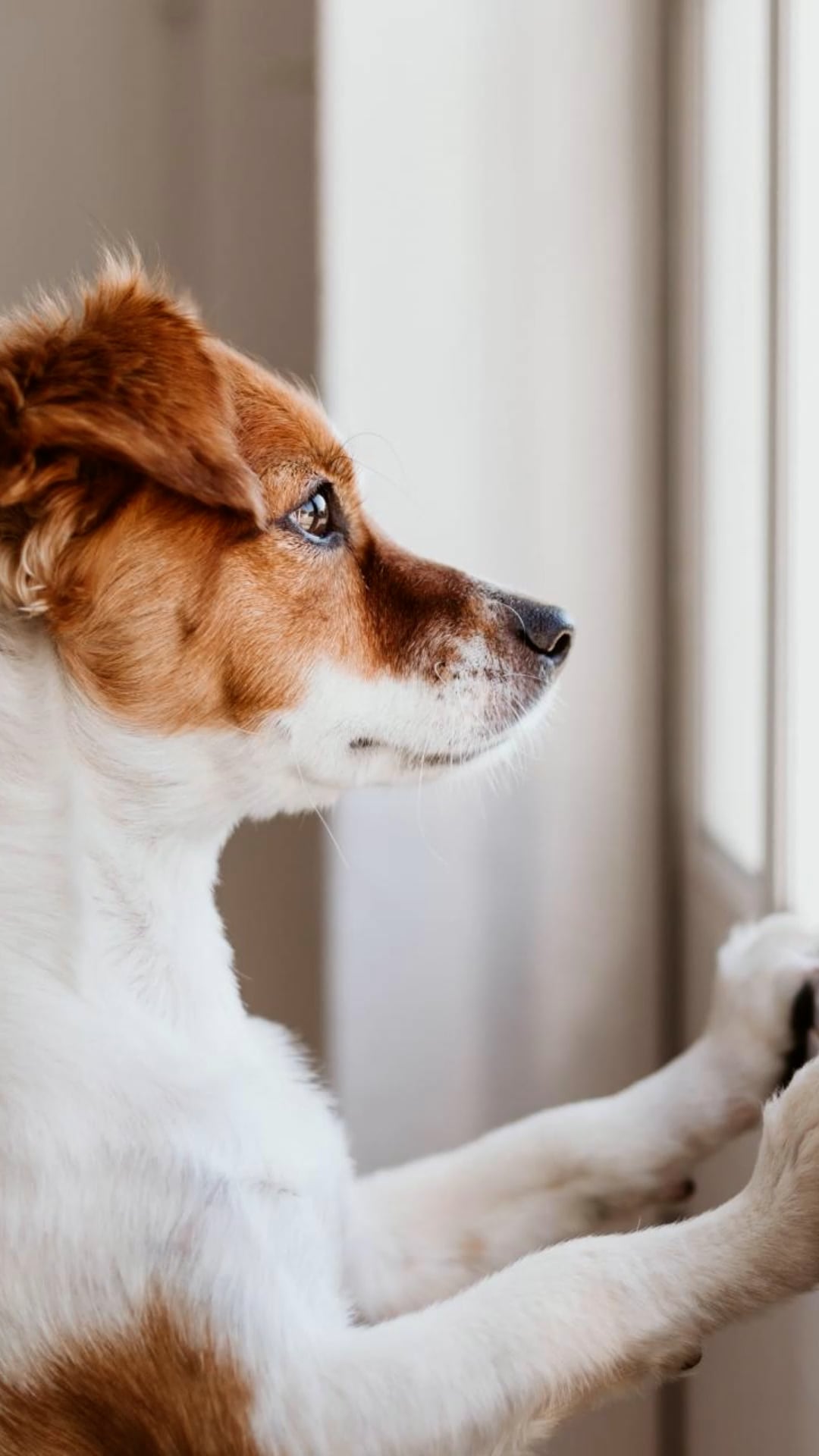 Signs your dog is suffering from separation anxiety