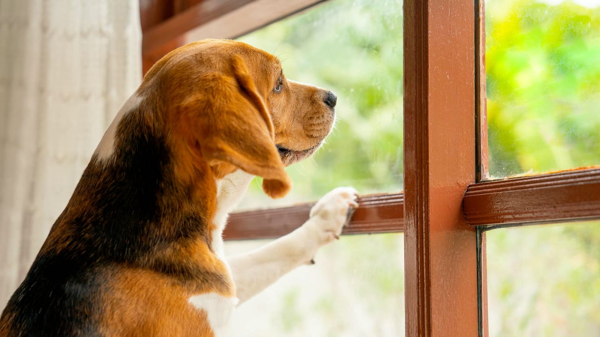 4 signs your dog is suffering from hidden separation anxiety