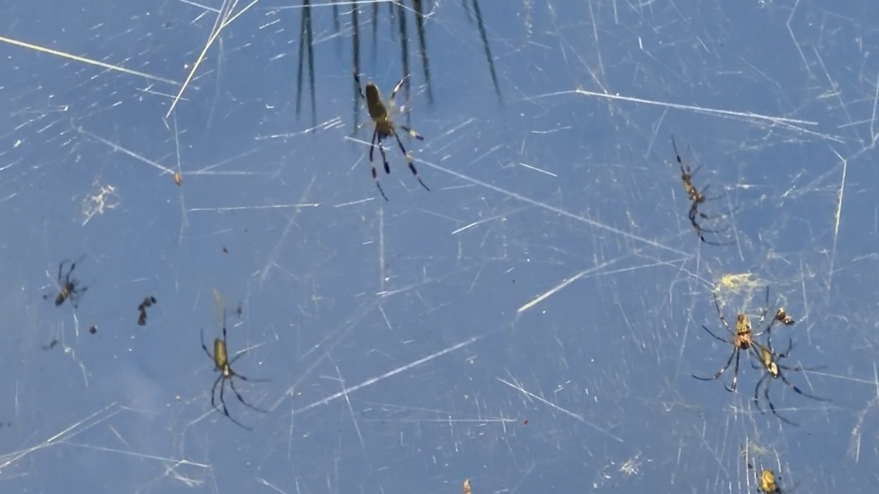 Golden Silk Spiders Mass Coexist On Light Pole