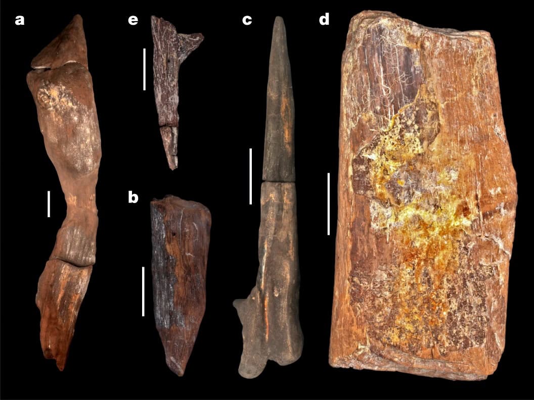 The 476,000-year-old logs that shattered what we knew about the Stone Age