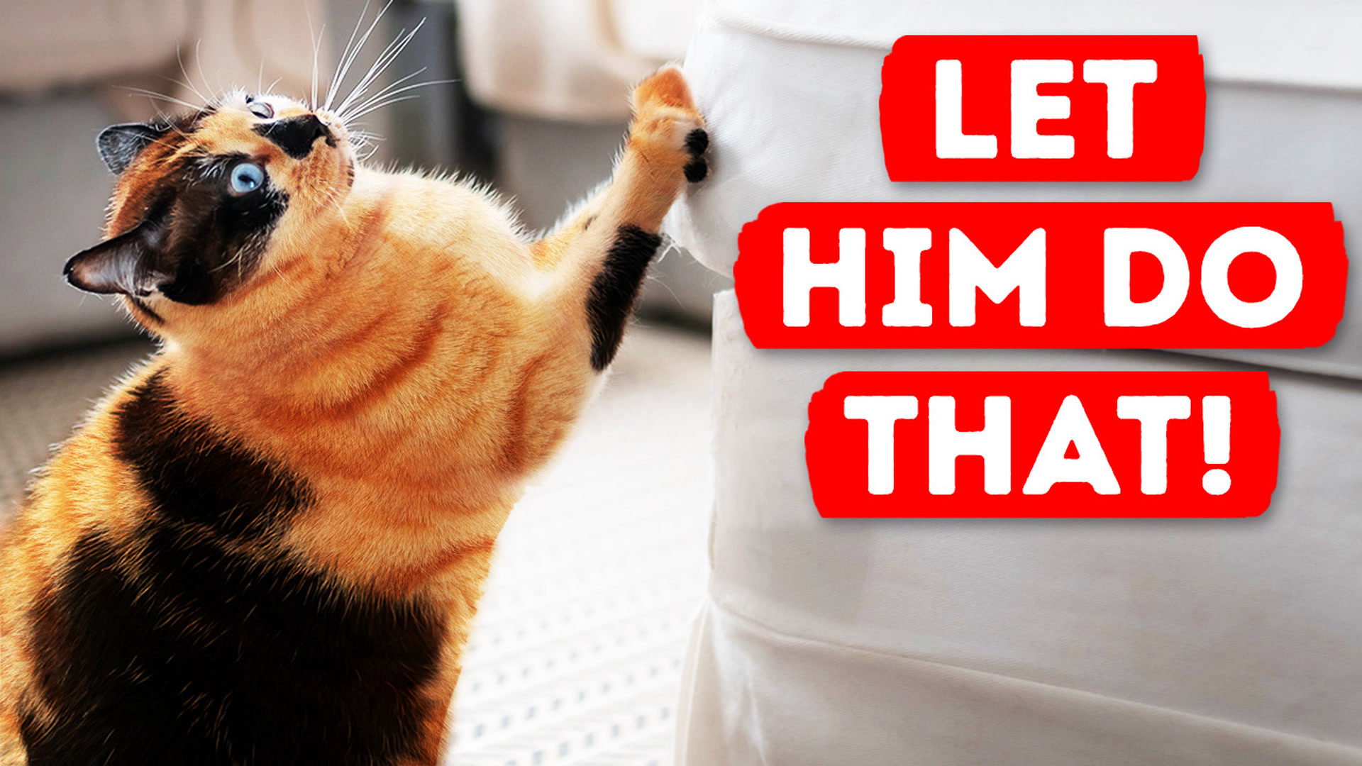 How do cat claws work?