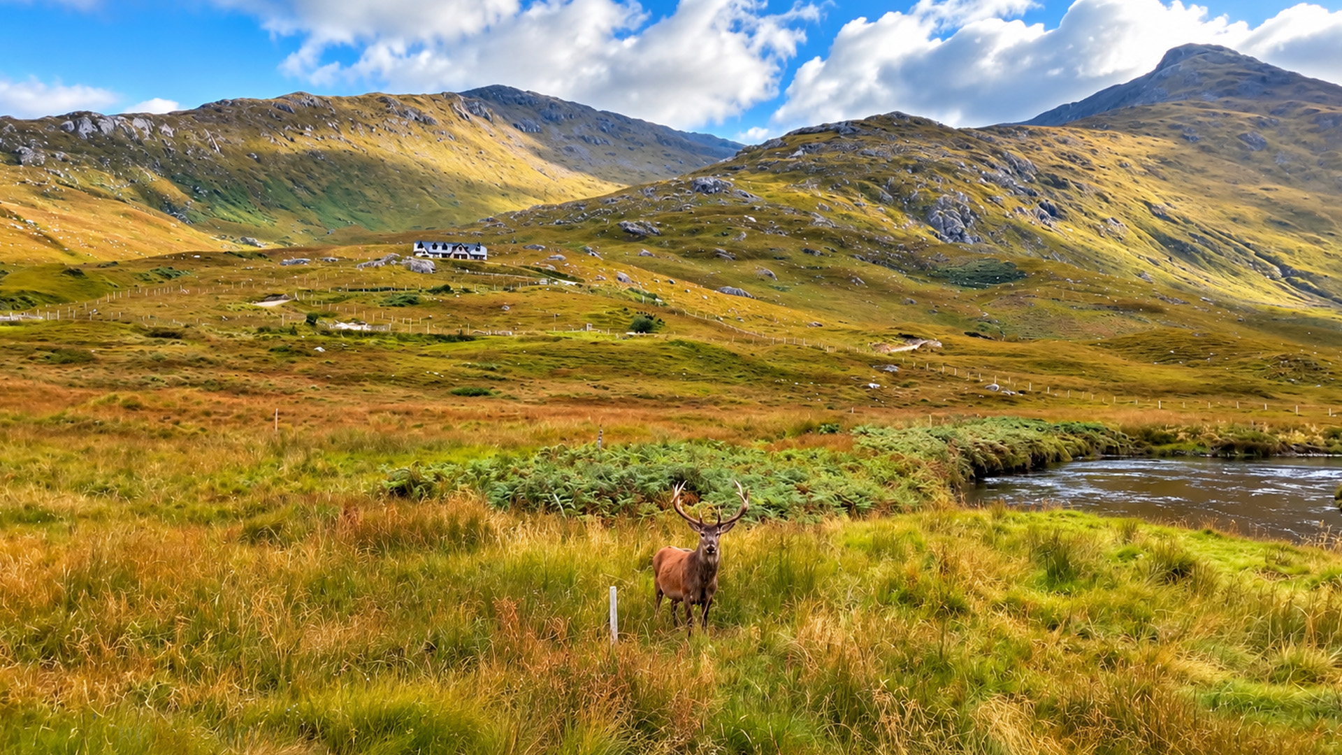 Why is this deer standing alone in the valley?