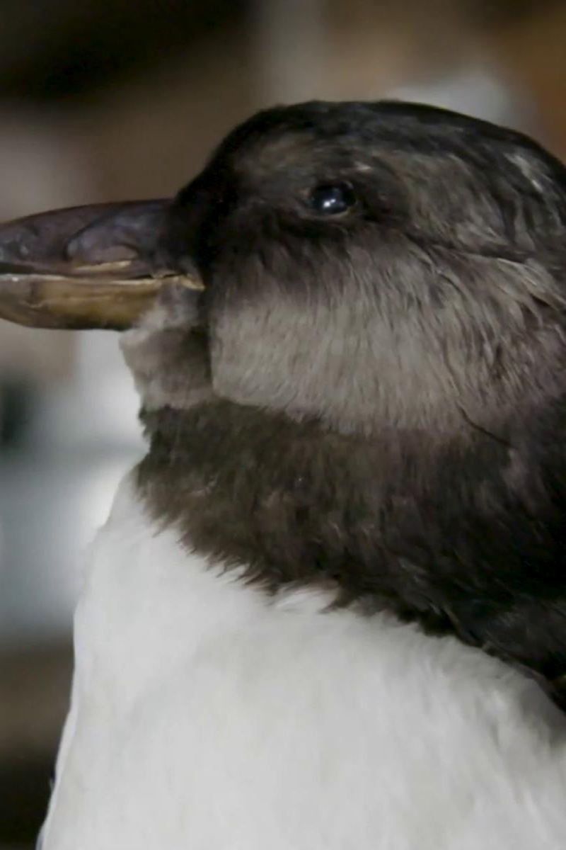 The town fighting to save Newfoundland’s puffins