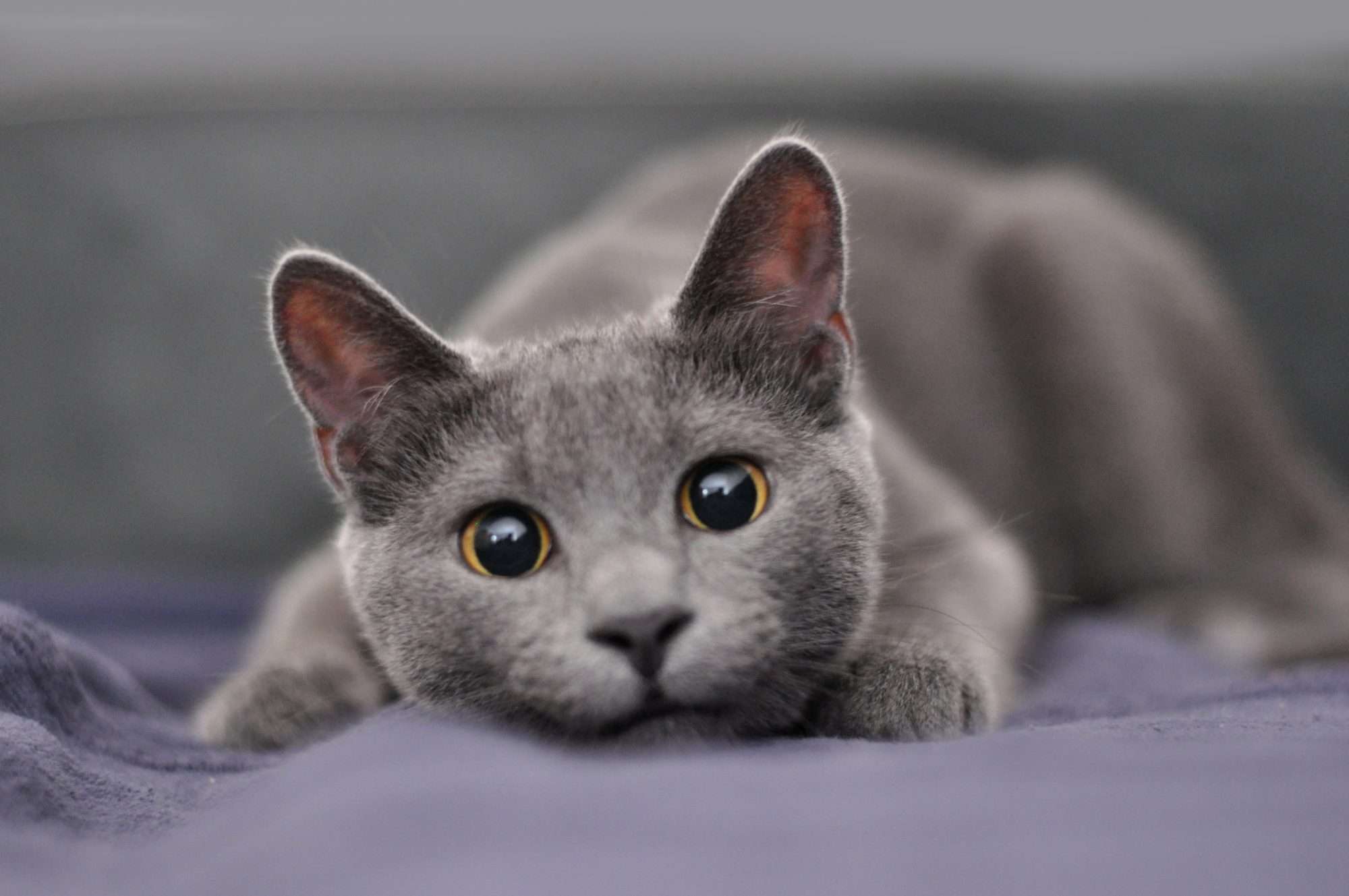 How to deep-clean a litter box so your cat will keep using it