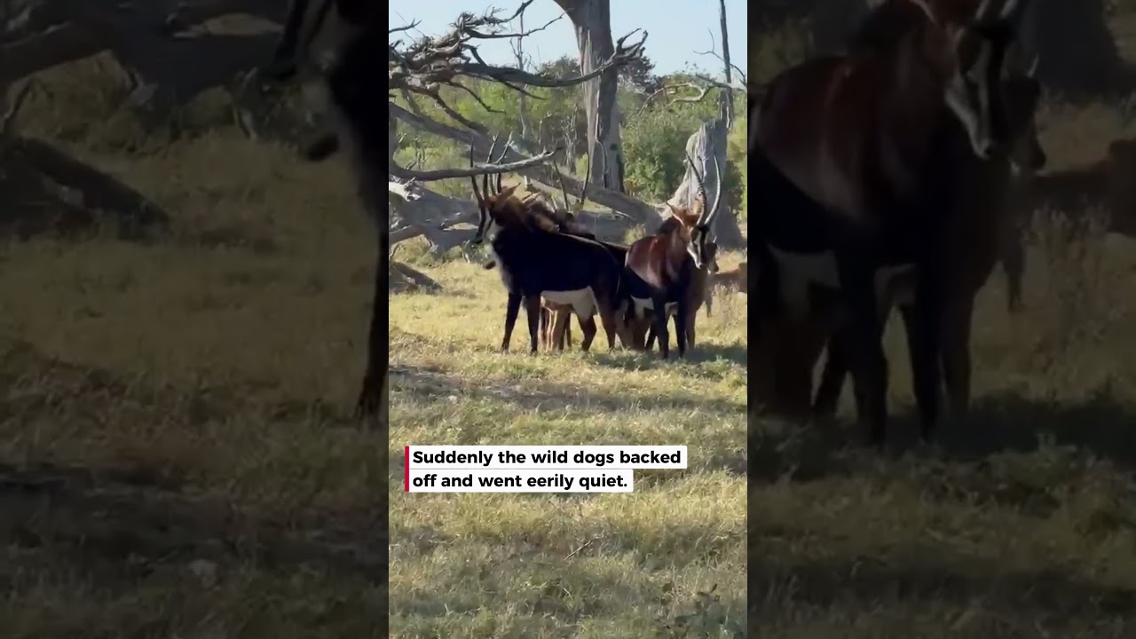Antelope herd saves calf as lion appears 🦌🦁