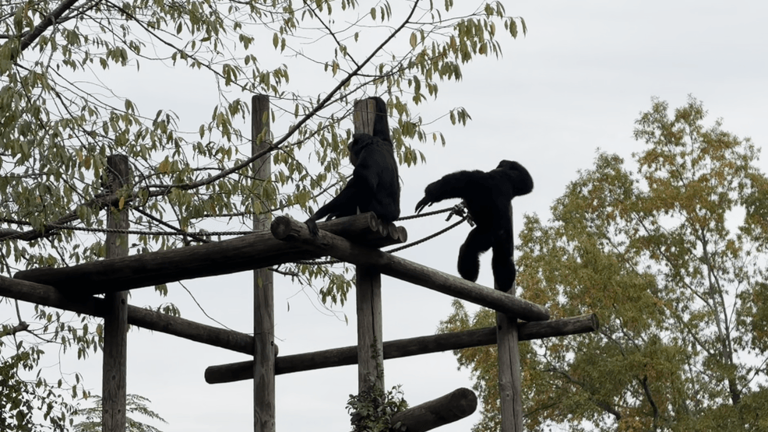 Little Rock Zoo’s Howl-O-ween offers costumes, characters and family fun
