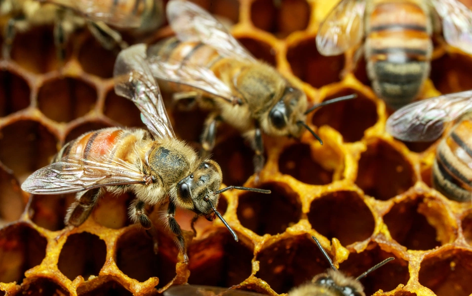 Your first beehive journey made simple
