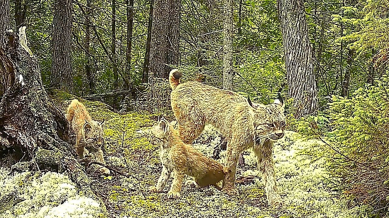 Rare lynx family caught strolling past wildlife camera in Minnesota