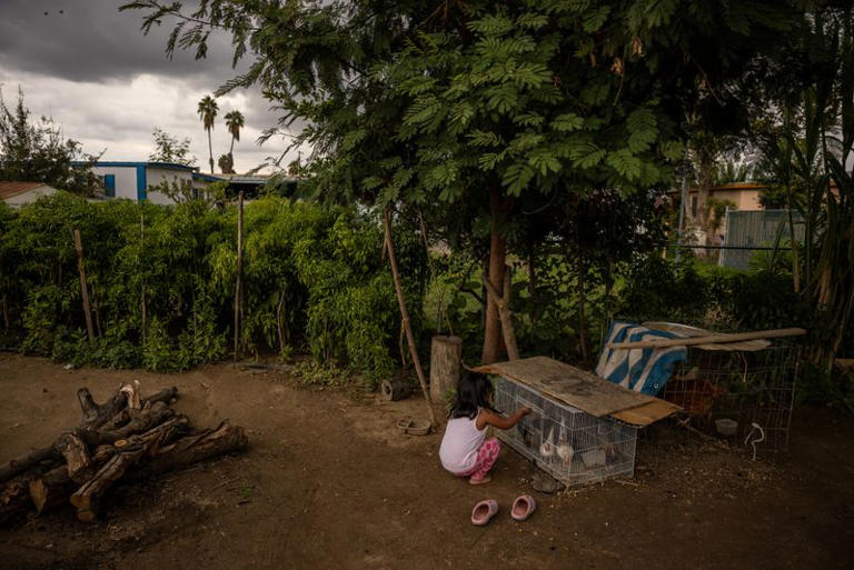 A 3-year-old girl, whose farmworker mother was arrested by immigration agents days earlier, feeds chickens at her family's home near Bakersfield, California, US, October 23, 2026. Federal immigration agents have fanned out across California's Central Valley in recent weeks, stirring fear in Latino communities and prompting allegations of voter intimidation in a toss-up race that could help determine control of the next US Congress. REUTERS/Carlos Barria