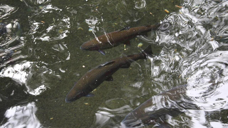 Dam removal restores stream: crews clear Killooleet blockage; 87 miles ...