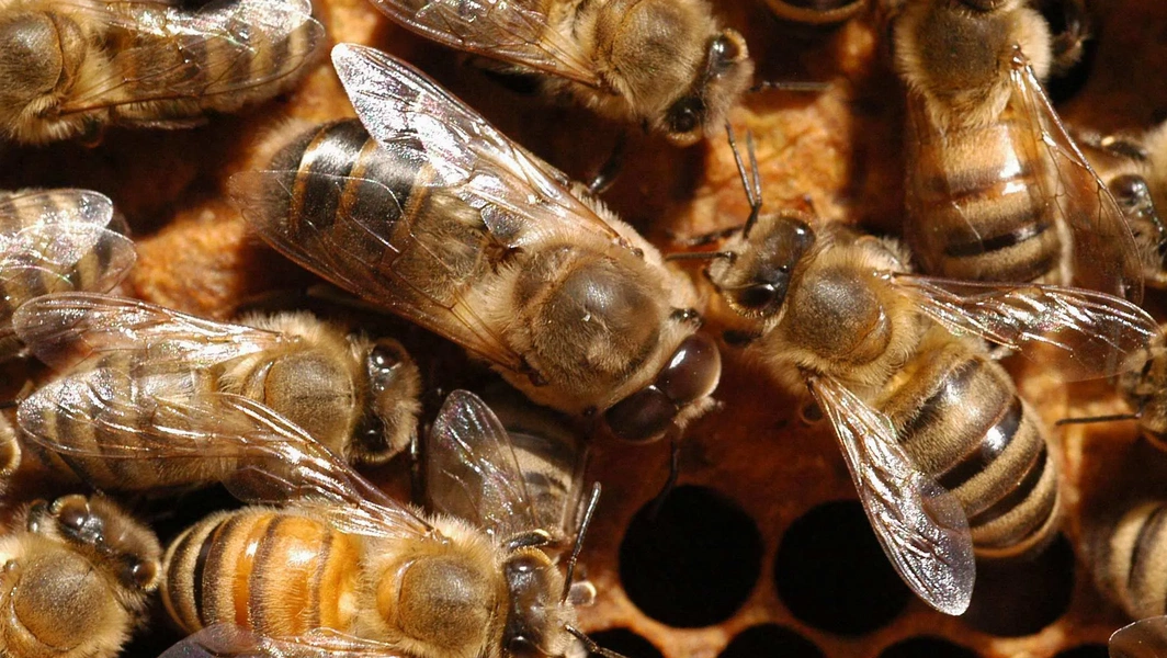 Your first beehive journey made simple