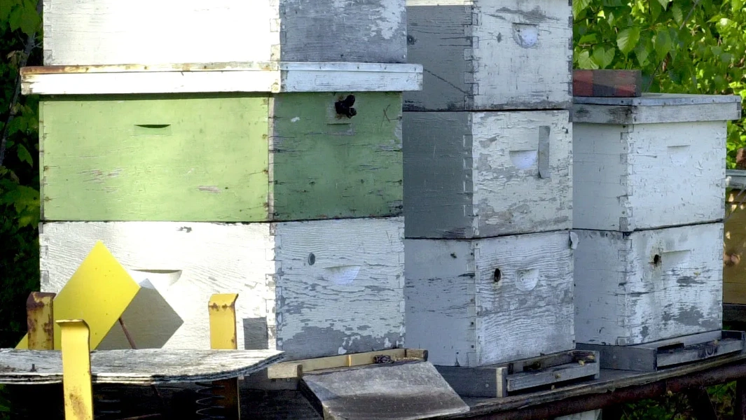 Your first beehive journey made simple