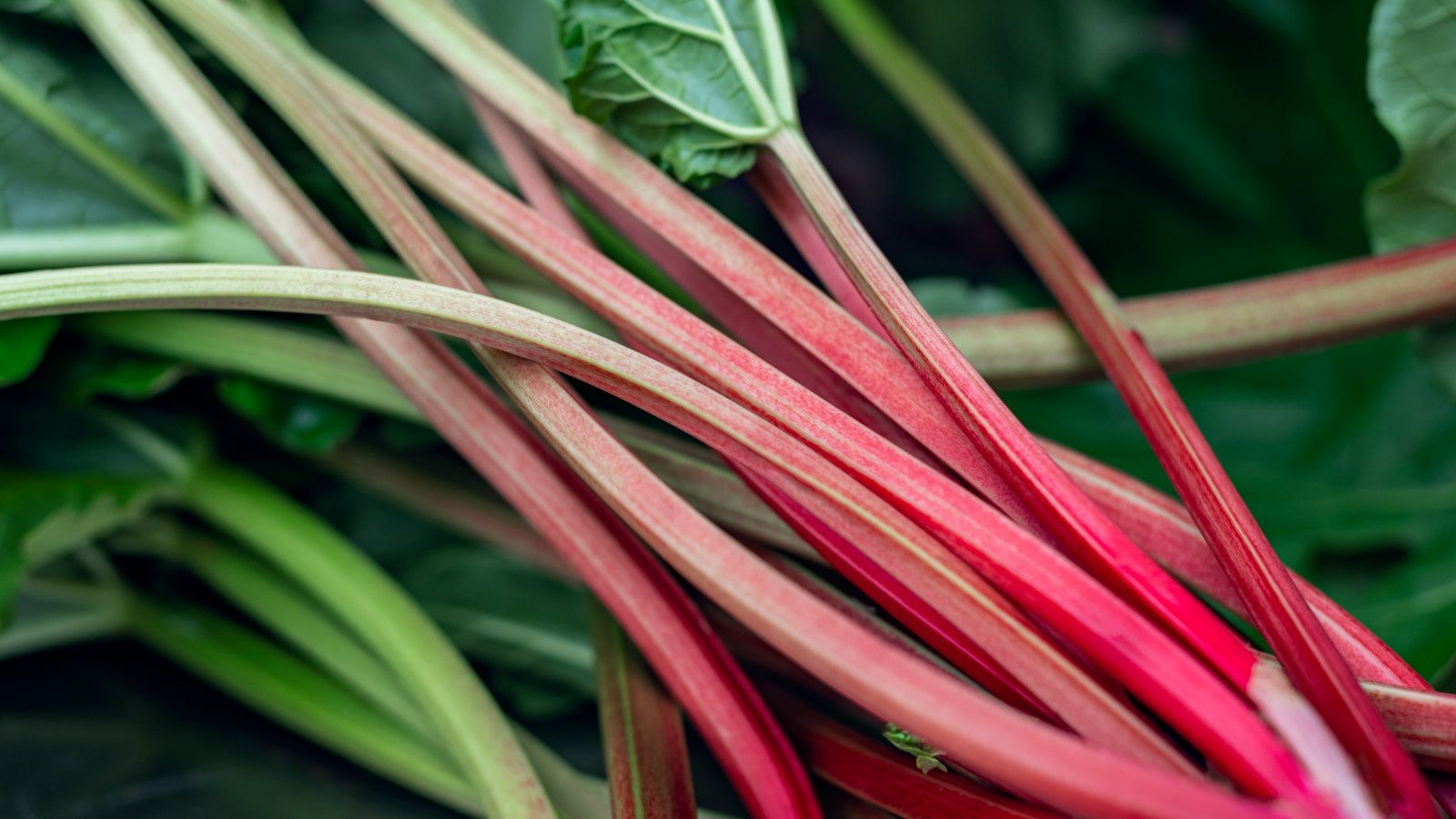 The 7 best vegetables to sow now for quick crops and early spring harvests