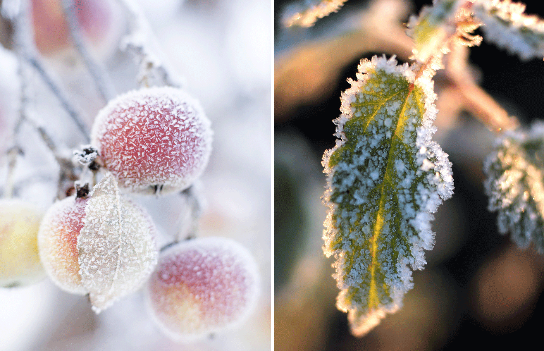 Facts to know about frost