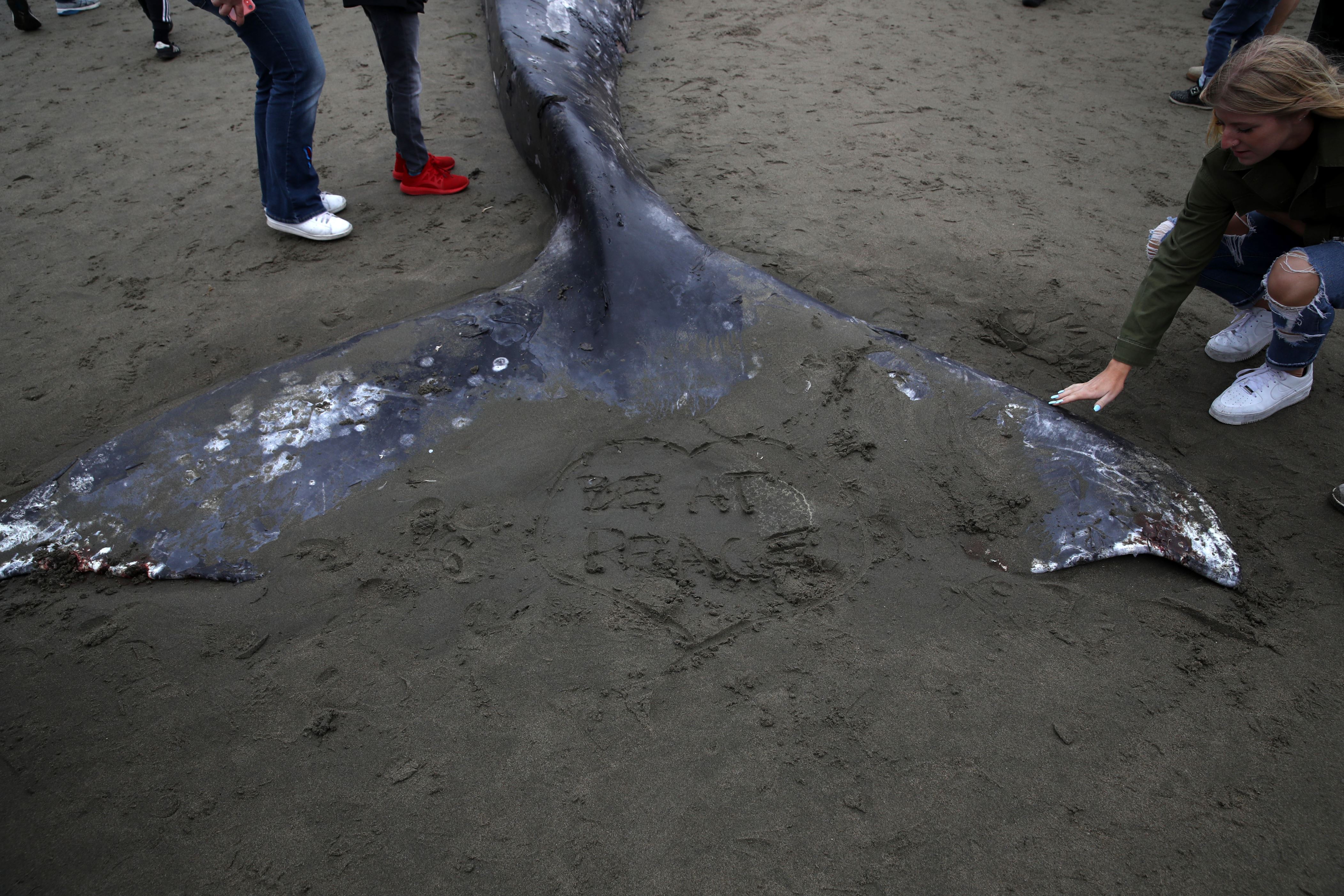 Resultado de imagen para Encuentra una ballena muerta en la bahÃ­a de San Francisco