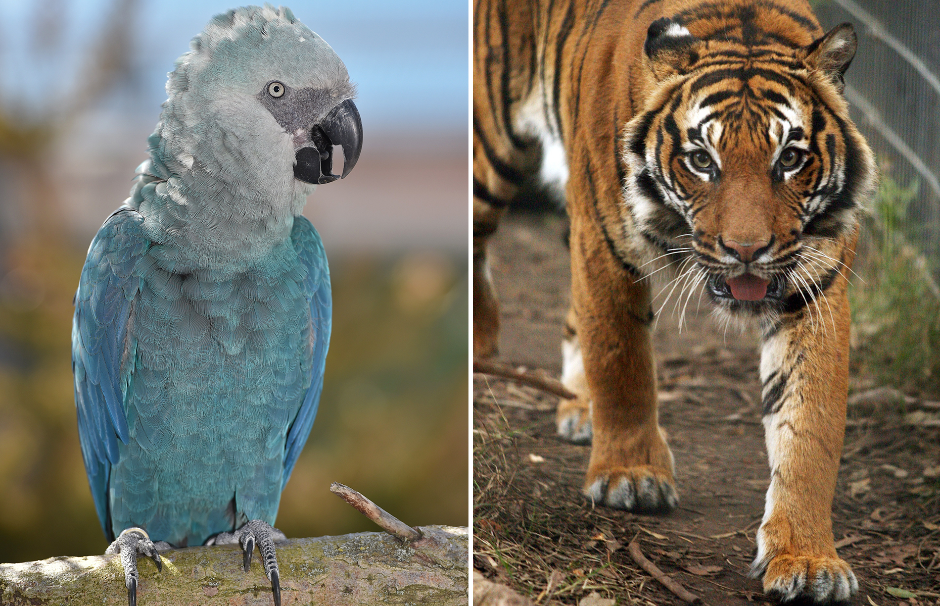 Close to extinction Critically endangered animals