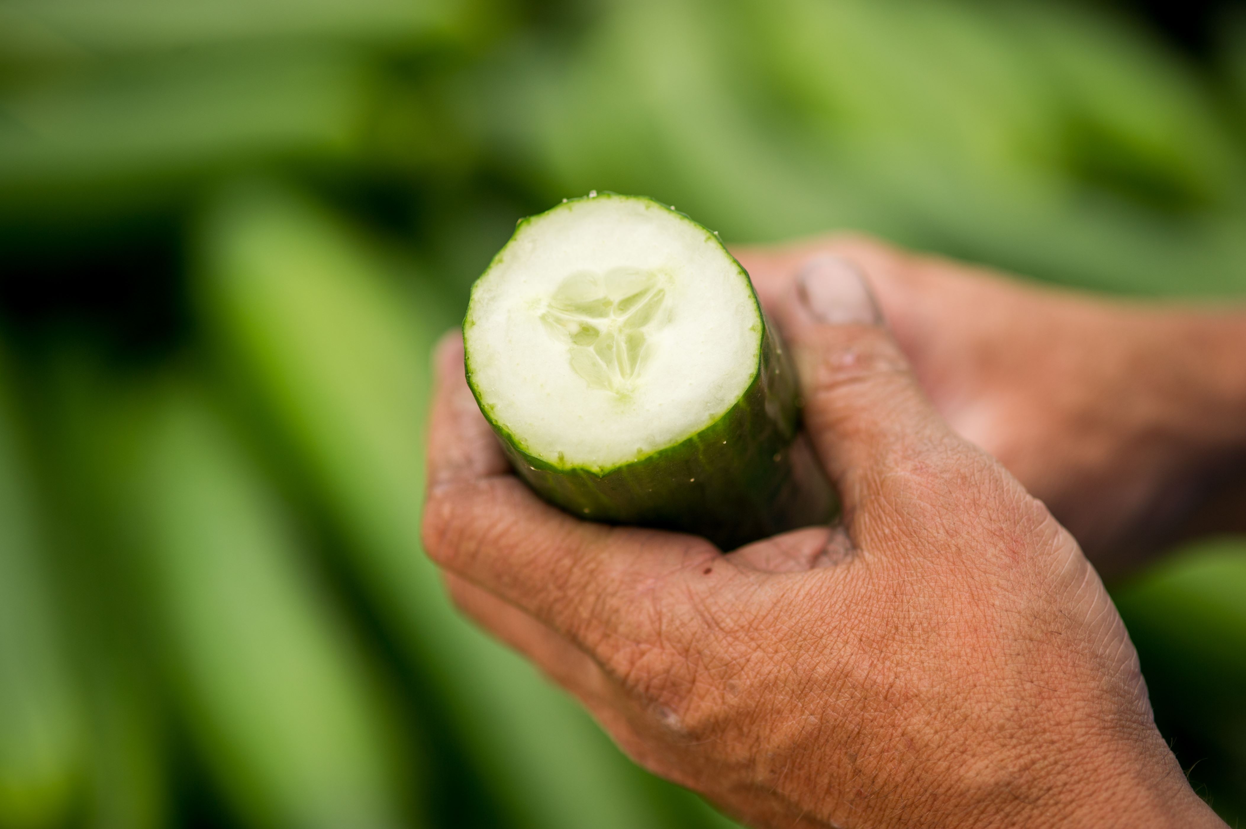 Close up of man's hands holding a cut open cucumber in Cordova, Maryland, USA. (Photo by: Edwin Remsburg/VW Pics via Getty Images)