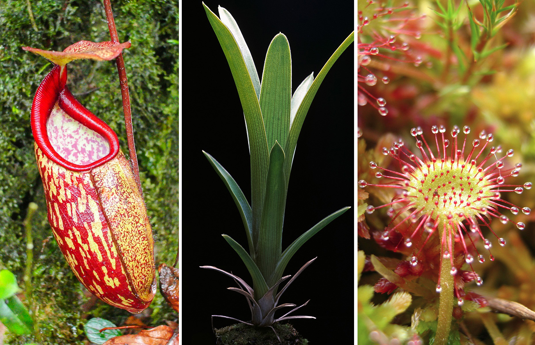10 of the most fascinating carnivorous plants
