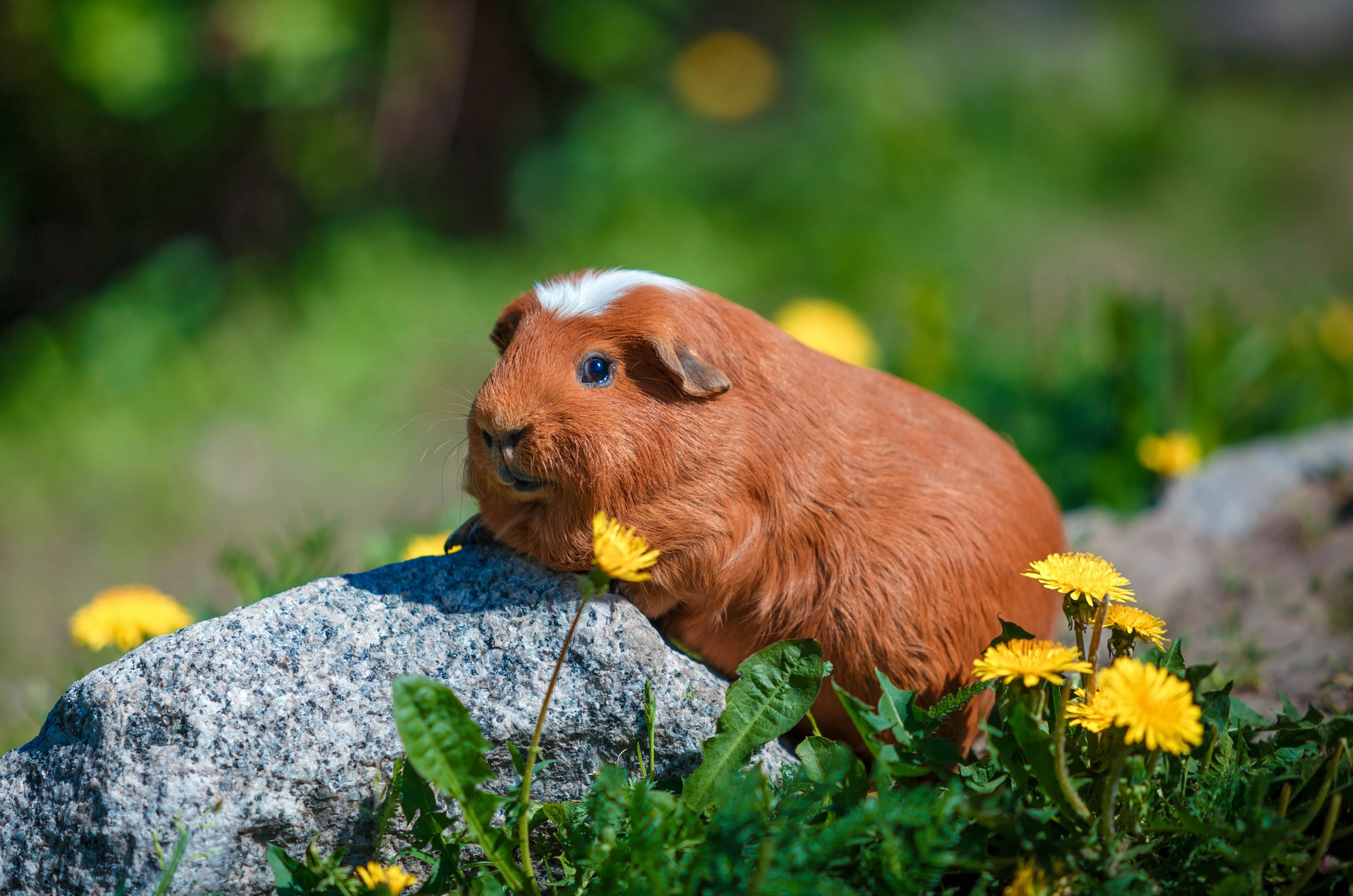 adorable guinea pig