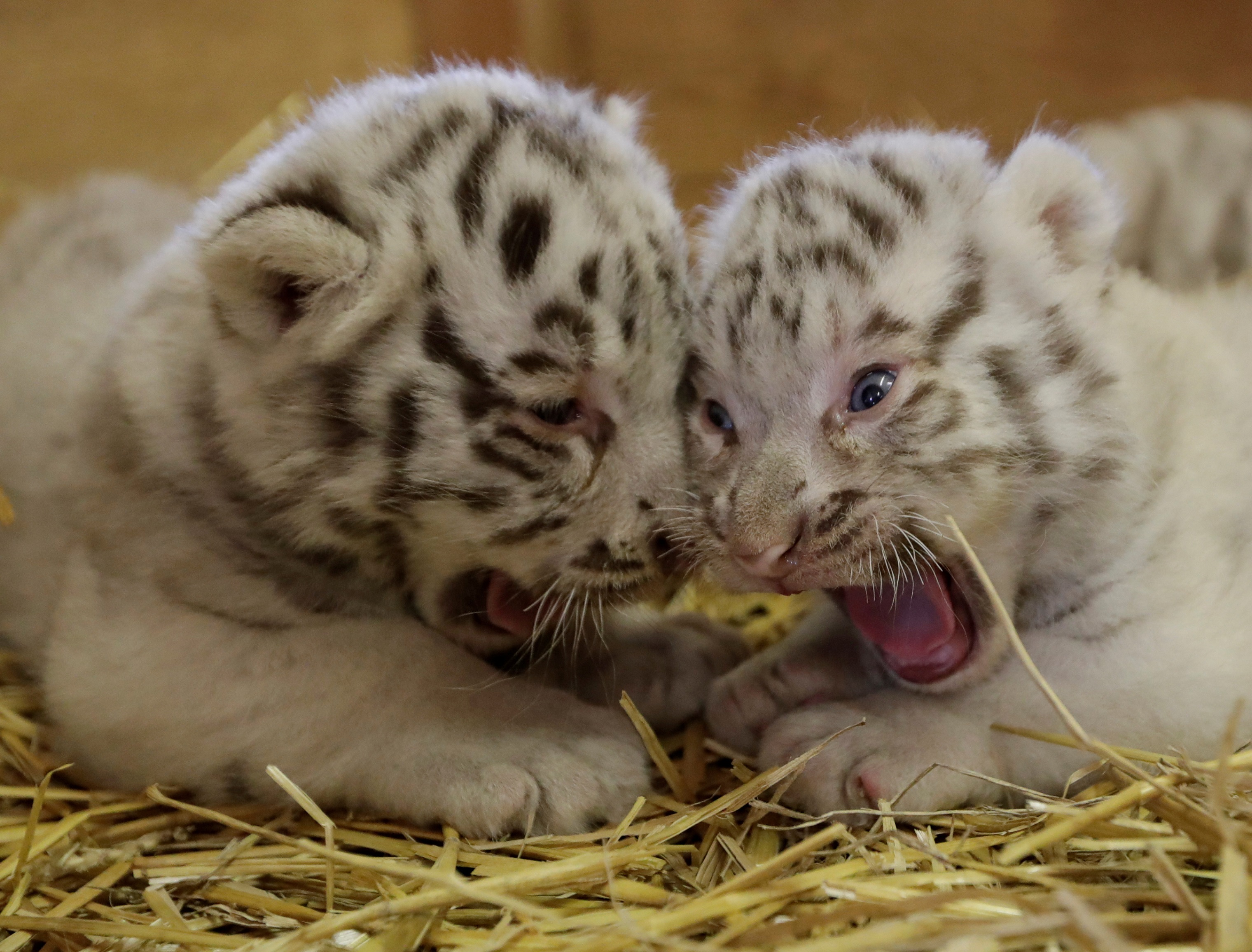 Животное 2019. Новый год Тигренок котенок и щенок. Litter White Tigers. Какое животное 2019 года. Cat White Zoo.