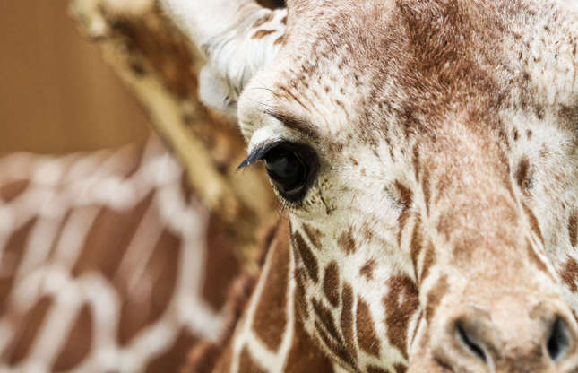 Slide 25 of 51: This mammal, photographed in an African national park, can measure up to six metres (19 ft. 8 in.) tall and weigh up to two tonnes (4,400 lb.). The length of its neck allows it to eat foliage that is far out of the reach of other animals.
The giraffe faces multiple threats, such as habitat loss, climate change, and population fragmentation.