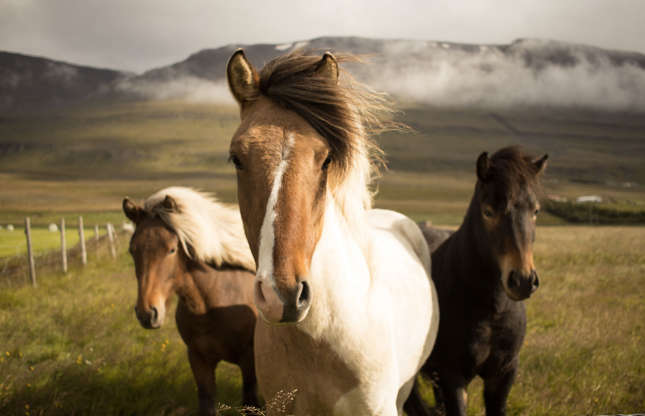 Slide 33 of 51: Having arrived with the first Scandinavian settlers, the Icelandic horse is a small, robust species that is particularly well adapted to the Icelandic climate. Good thing, because in Iceland, the horses stay outside all year round!