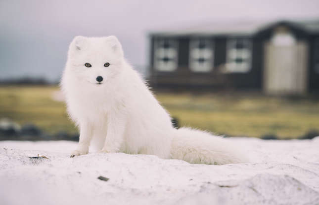 Slide 24 of 51: The Arctic fox is an animal whose colour adapts to the surrounding environment. Its fur, white as snow in winter, takes on brown or grey hues when spring arrives. Despite being able to survive temperatures as low as -50 degrees C (-58 degrees F), it often struggles to find sufficient food in the winter. When prey is scarce, it follows the tracks of polar bears and feeds on the leftover scraps from their kills.