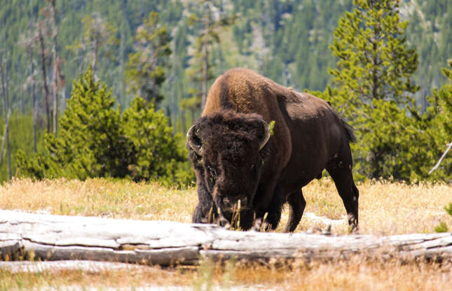 Slide 38 of 51: This magnificent bison, a resident of Yellowstone National Park in the United States, is one of 350,000 to 400,000 plains bison left in North America. This huge bovid, which feeds almost exclusively on grass and sedge, is considered near threatened.