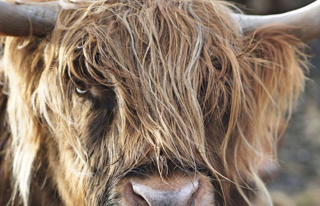 Slide 41 of 51: Talk about a close-up! The Highland cow, originally from Scotland, is a strong bovine species that can live in very cold climates, thanks to its double coat. No need to bring this beast inside for the winter.