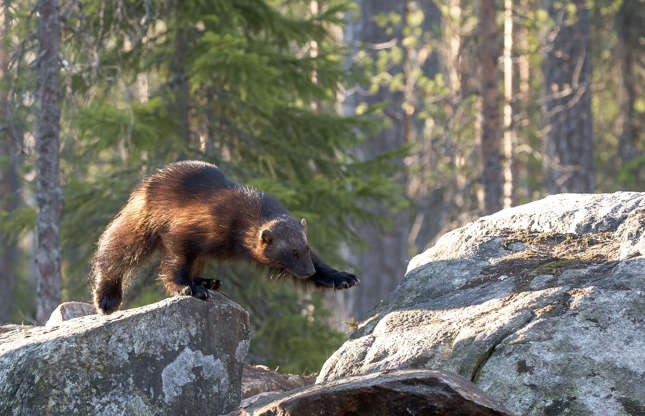 Slide 50 of 51: The wolverine roams in wooded and mountainous regions, far from man. And that’s a good thing because it gives off an odour worthy of its nickname: skunk bear. The wolverine can be very ferocious and even repel a bear that has become too insistent.
Agricultural and environmental disturbances have made this small mammal vulnerable, and the survival of the species depends largely on the preservation of its wild habitat.