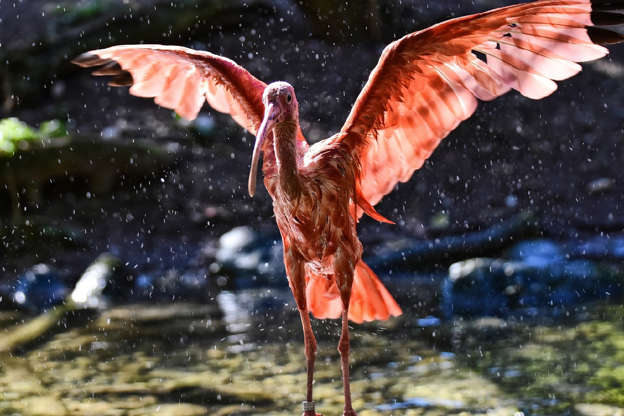 Slide 18 of 51: This show-stopping bird is the scarlet ibis, found in the mangrove swamps, shallow lakes, and other wetlands in northern South America. Its vibrant red colouring comes from the carotene in the crustaceans that make up its diet.