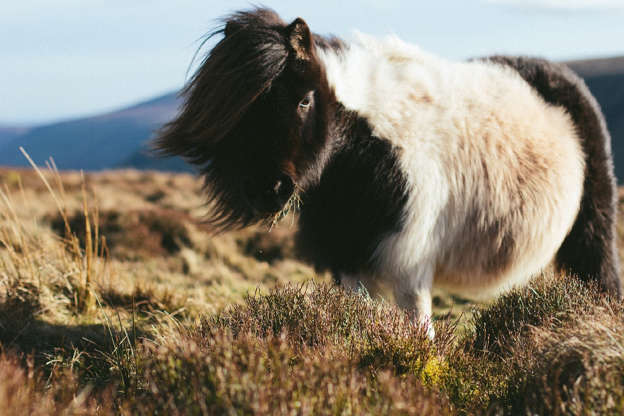 Slide 19 of 51: Originating in the Shetland Isles off the northeast coast of Scotland, where it was used as a pack animal, the Shetland pony is known for its hardiness and strength despite its small size. Having adapted to the cold climate of its homeland, this pony’s most prominent features are its beautiful shaggy coat and thick mane.