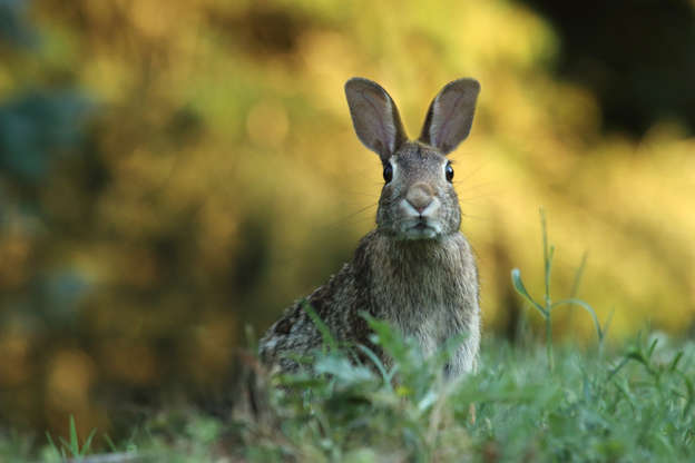 Slide 20 of 51: What’s the difference between a rabbit and a hare? They both belong to the Leporidae family, but hares are typically larger and have longer ears and hind feet. Found in most parts of North America, Europe, Asia, and Africa, these herbivores make their homes in open spaces such as prairies, whereas rabbits prefer to burrow near trees and shrubs.