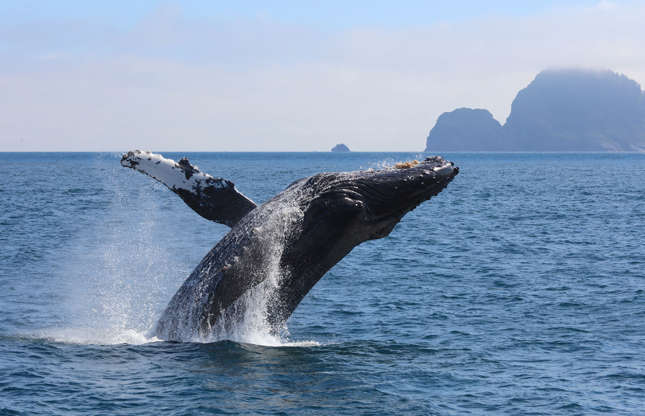 Slide 37 of 51: For the humpback whale, the distance between Alaska and Hawaii is but a stone’s throw. Capable of covering up to 25,000 km (16,000 mi) in a single year, the humpback whale is one of the largest animals on the planet. This giant of the sea feeds mainly on krill and small fish—it hunts by surrounding them with bubbles and then eats them in one gulp.
Fishing gear, toxic spills, and ships pose serious threats to this cetacean. If you go whale watching, be sure to respect regulations regarding safe distances to keep.