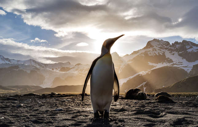 Slide 29 of 51: King of the Antarctic!
Rather sedentary, the king penguin lives near the sea in colonies numbering in the thousands. The chicks have thick, brown down that changes colour with age. By age one, they are almost as big as an adult.