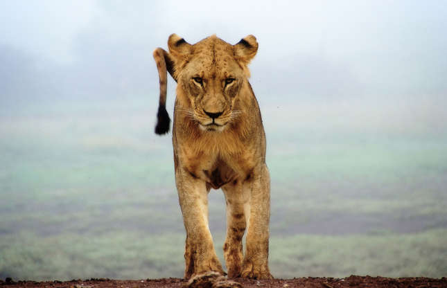 Slide 40 of 51: This beautiful, determined lioness lives in Tsavo West National Park in Kenya.
Faster and lighter than lions, the lioness is a hunter without equal. Unlike other large felines, it doesn’t isolate itself to raise its young, but prefers to stay with the pride.
Lions are becoming increasingly rare—it is estimated that fewer than 30,000 individuals remain in the wild in Africa.