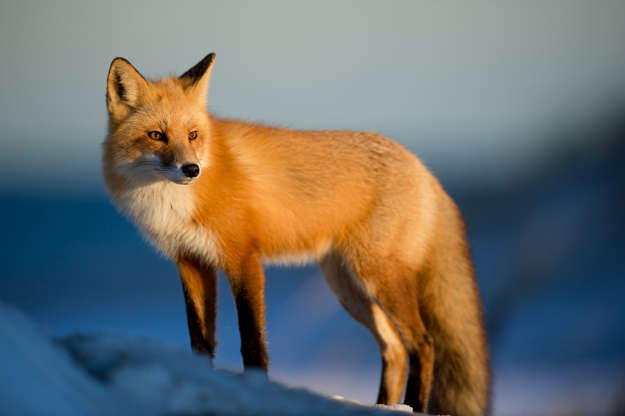 Slide 11 of 51: The majestic red fox, or Vulpes vulpes, belongs to the Canidae family, which also includes domestic dogs, coyotes, and grey wolves. Found in many parts of North America, Europe, Asia, and Australia, the red fox has a thick furry tail that it uses like a blanket to keep warm in cold weather.
