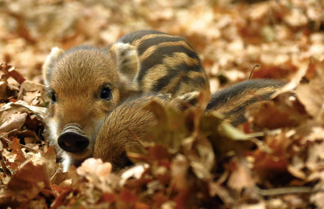 Slide 45 of 51: In a few weeks, this adorable boarlet will lose its cute stripes and become a red wild boar, then turn brown. Like its peers, it feeds on fruit, grains, bulbs, roots, and other foods found on or under the ground.
The wild boar has no predators except man, and raising and hunting them is permitted in many countries.